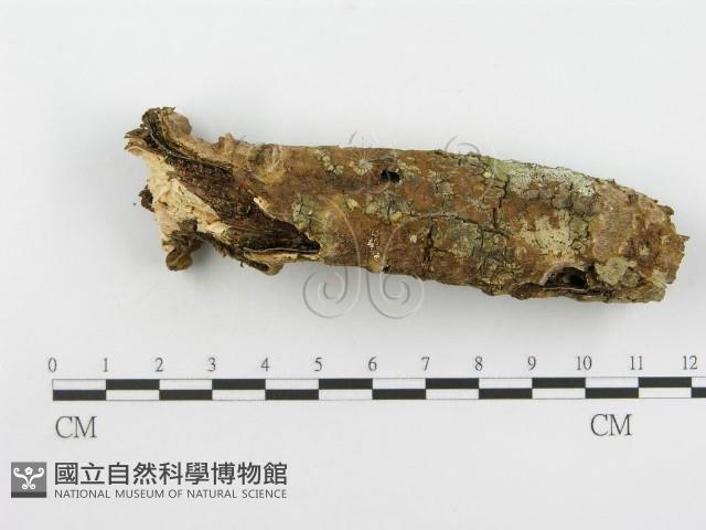 登錄號:F0005074藏品圖，第4張