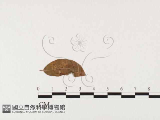 登錄號:F0026374藏品圖，第4張