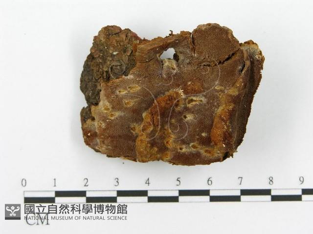 登錄號:F0017374藏品圖，第4張