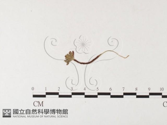 登錄號:F0026262藏品圖，第4張