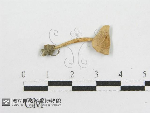 粉褶菌屬藏品圖，第4張