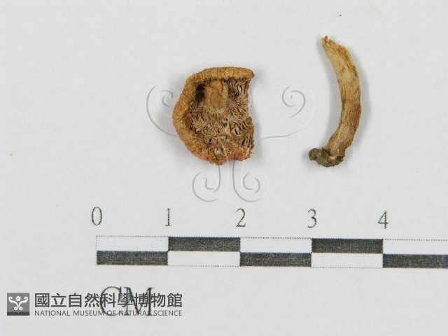紅菇屬藏品圖，第4張