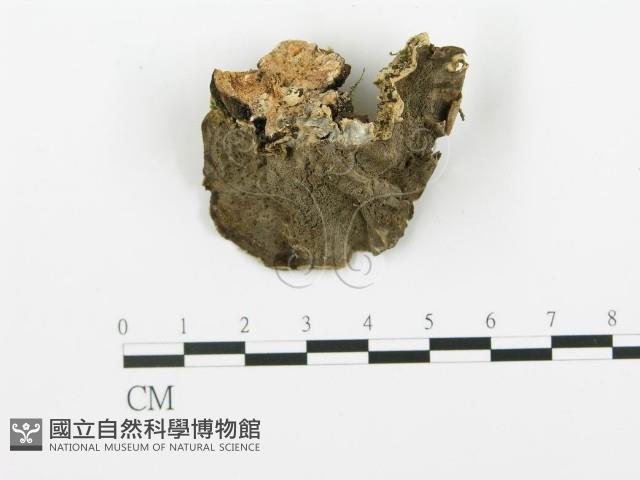 登錄號:F0009262藏品圖，第4張