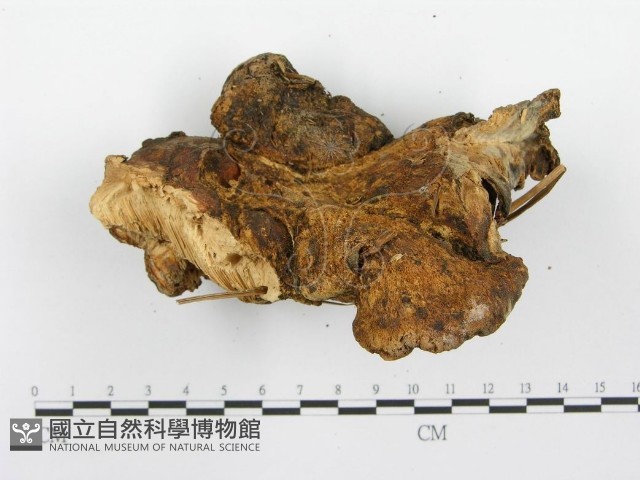 登錄號:F0008862藏品圖，第4張
