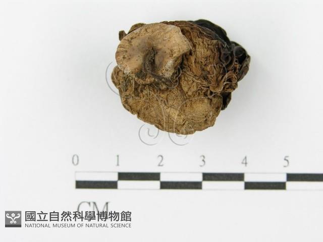 登錄號:F0001862藏品圖，第4張