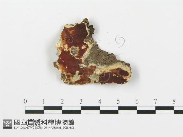 登錄號:F0014862藏品圖，第4張