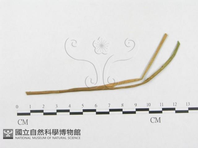 登錄號:F0018962藏品圖，第4張