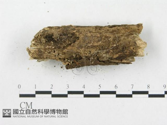 登錄號:F0004962藏品圖，第4張