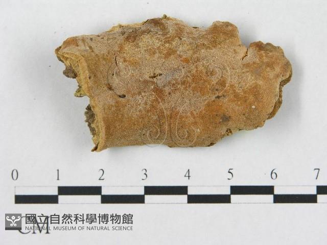 登錄號:F0017662藏品圖，第4張