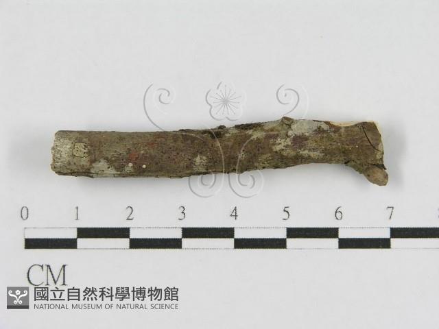 登錄號:F0010462藏品圖，第4張