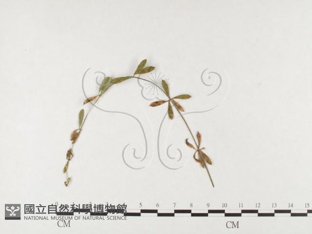 登錄號:F0026462藏品圖，第4張