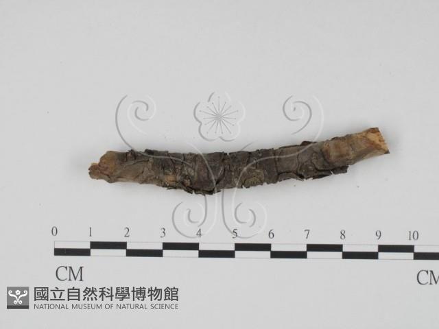 登錄號:F0011462藏品圖，第4張