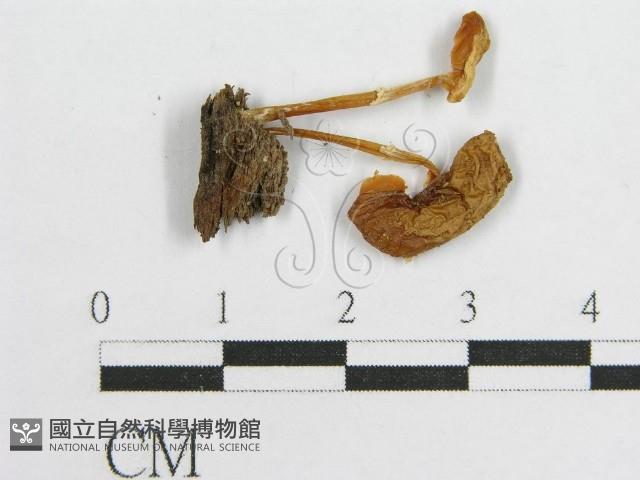 登錄號:F0014462藏品圖，第4張