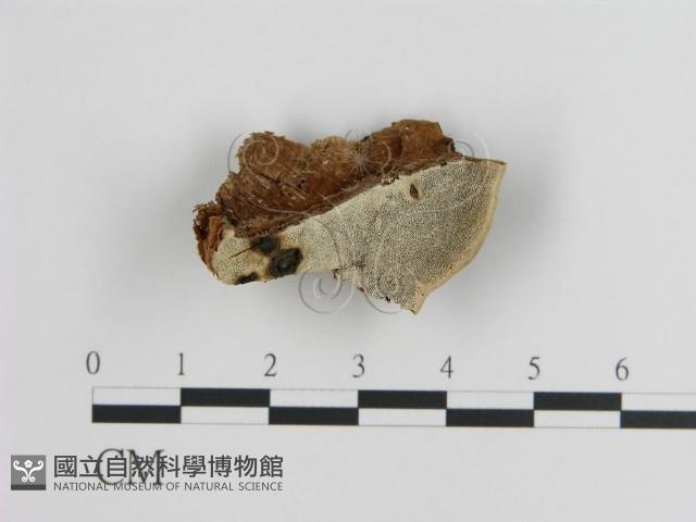 登錄號:F0017462藏品圖，第4張