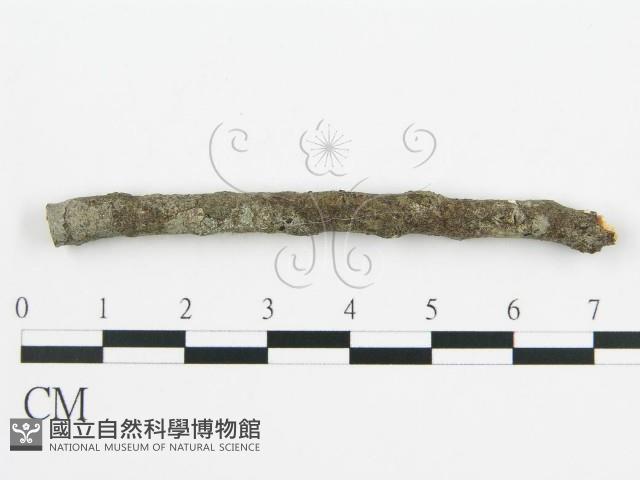 登錄號:F0013462藏品圖，第4張