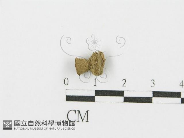 登錄號:F0004762藏品圖，第4張