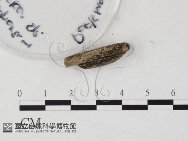 登錄號:F0025762藏品圖，第4張