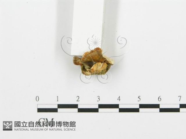 登錄號:F0005762藏品圖，第4張