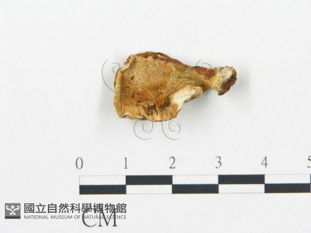 登錄號:F0019762藏品圖，第4張