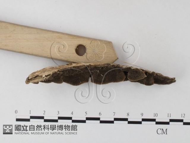 齒耳菌屬藏品圖，第4張