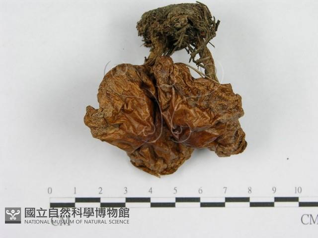登錄號:F0003762藏品圖，第4張