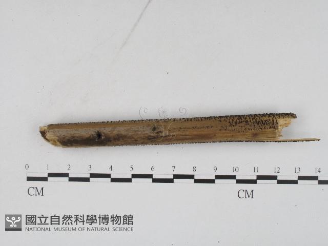 登錄號:F0004562藏品圖，第4張