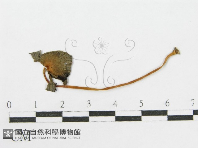 登錄號:F0007562藏品圖，第4張