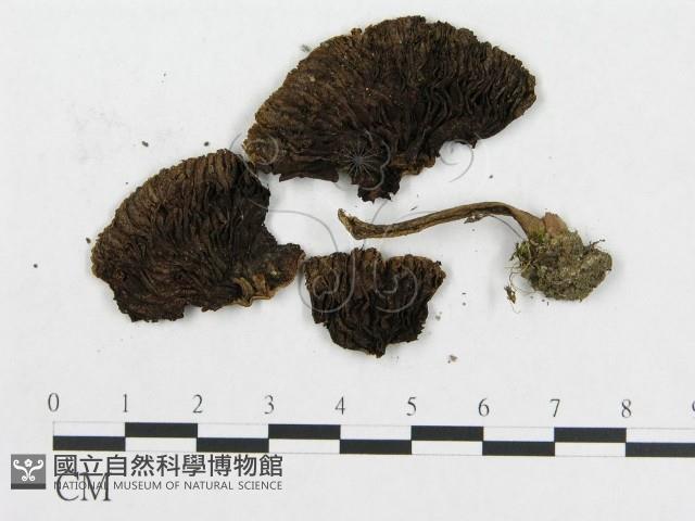 登錄號:F0005562藏品圖，第4張