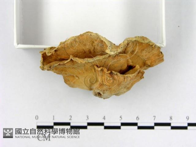 登錄號:F0011162藏品圖，第4張