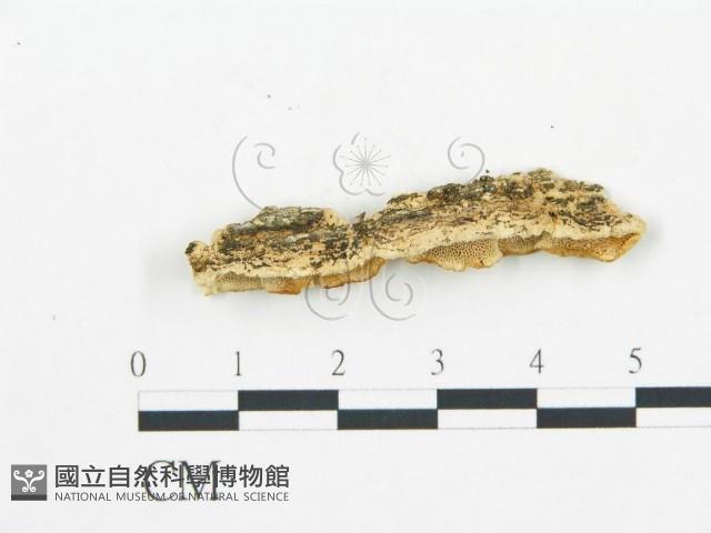 登錄號:F0006062藏品圖，第4張