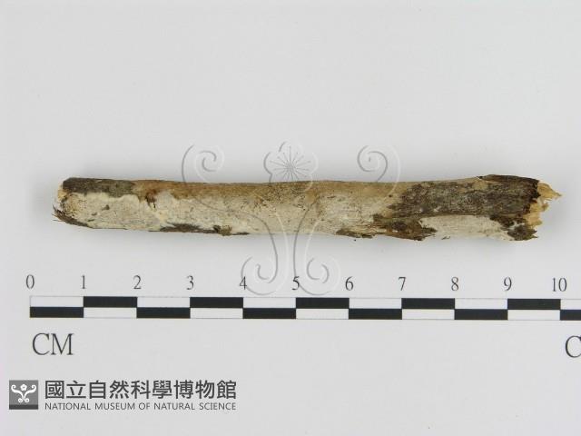 刺皮菌屬藏品圖，第4張