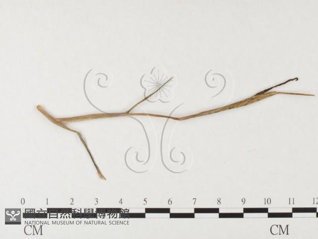 登錄號:F0026362藏品圖，第4張