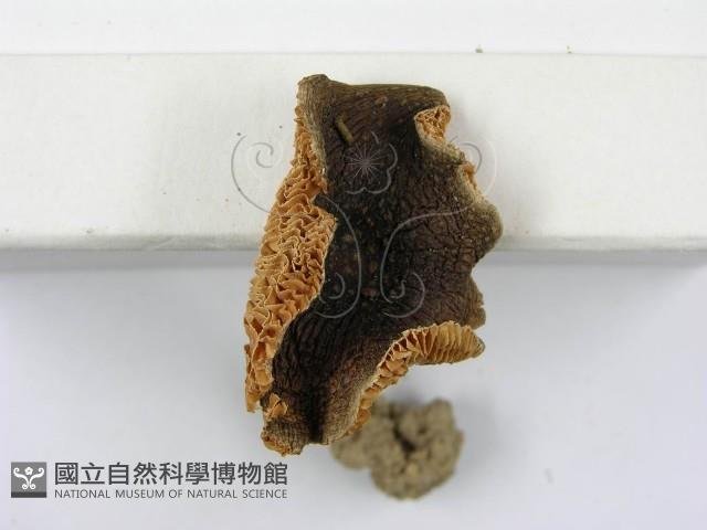 登錄號:F0003362藏品圖，第4張