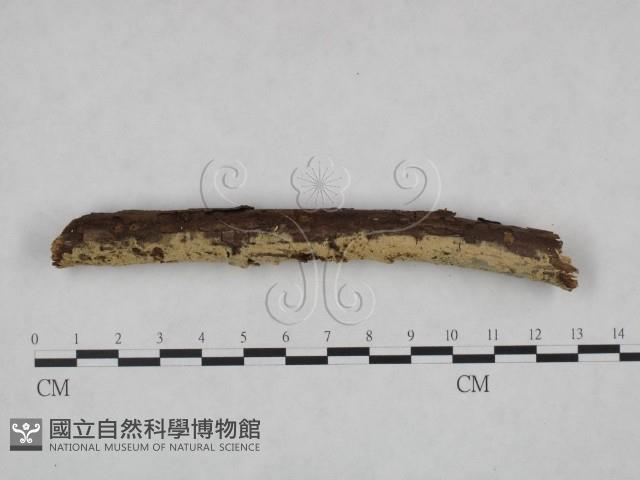 登錄號:F0000222藏品圖，第4張