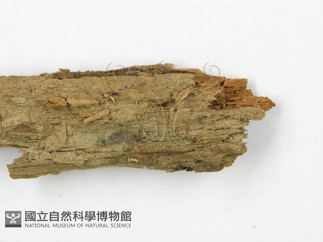 登錄號:F0014222藏品圖，第4張