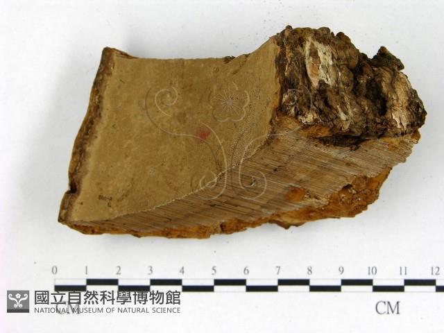 登錄號:F0018822藏品圖，第4張