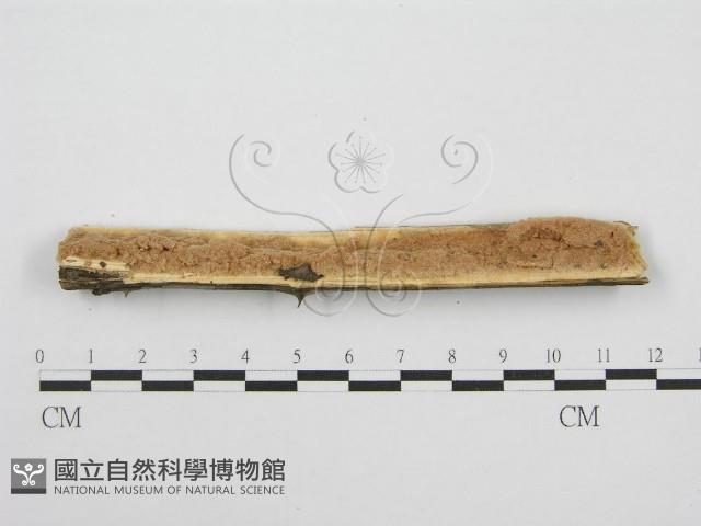 筍殼菌屬藏品圖，第4張