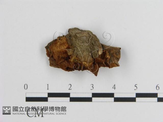 登錄號:F0019822藏品圖，第4張