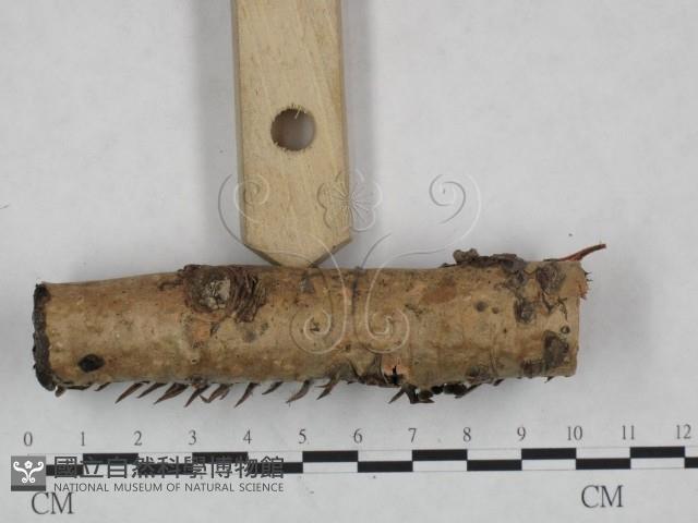 登錄號:F0024922藏品圖，第4張