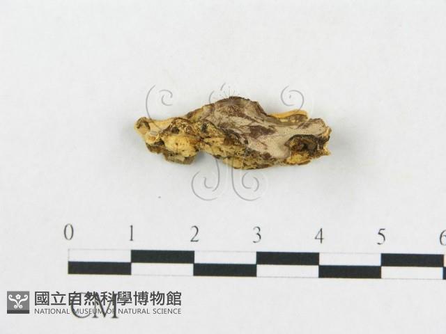 登錄號:F0019922藏品圖，第4張