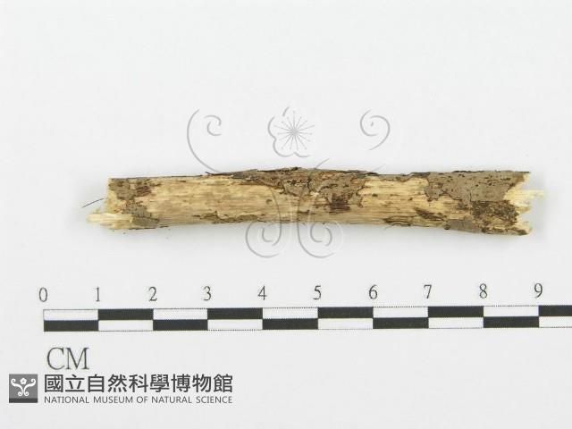 齒耳菌屬藏品圖，第4張