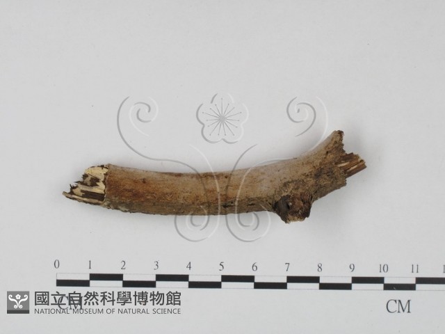 刺皮菌屬藏品圖，第4張