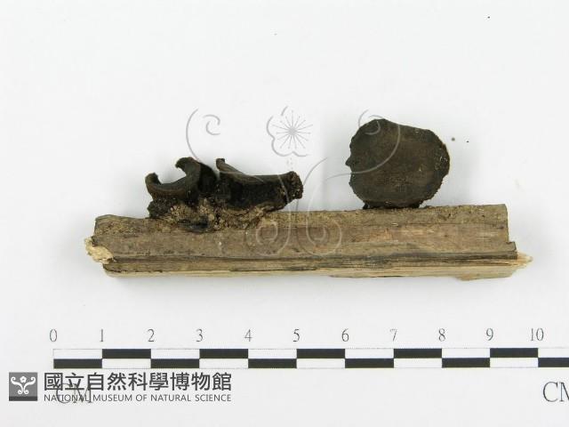 登錄號:F0020422藏品圖，第4張