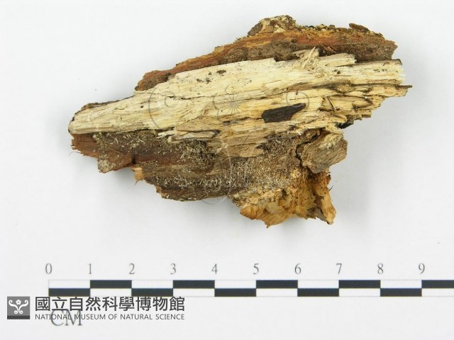 登錄號:F0017422藏品圖，第4張