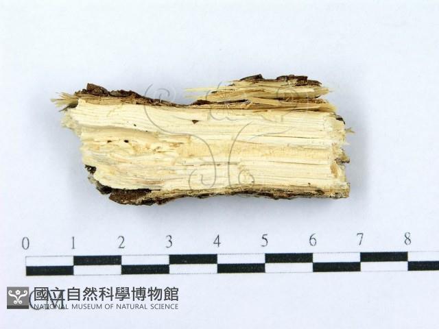 射脈菌屬藏品圖，第4張
