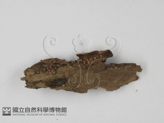 登錄號:F0003422藏品圖，第4張