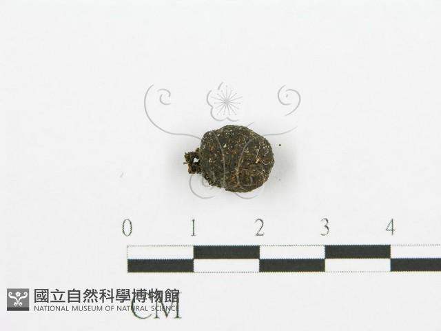 登錄號:F0000722藏品圖，第4張