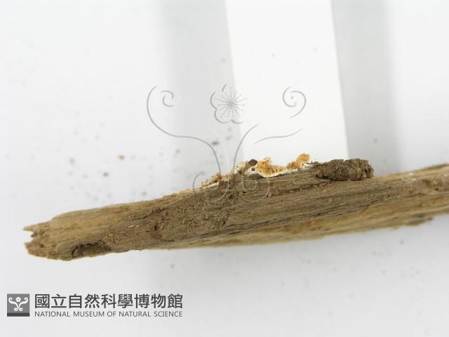 登錄號:F0010722藏品圖，第4張