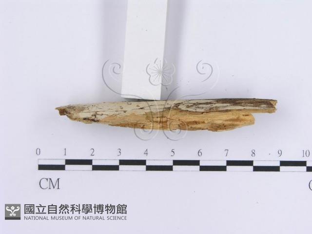 登錄號:F0013722藏品圖，第4張
