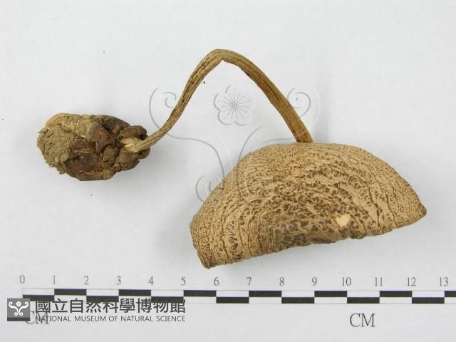 鵝膏屬藏品圖，第4張